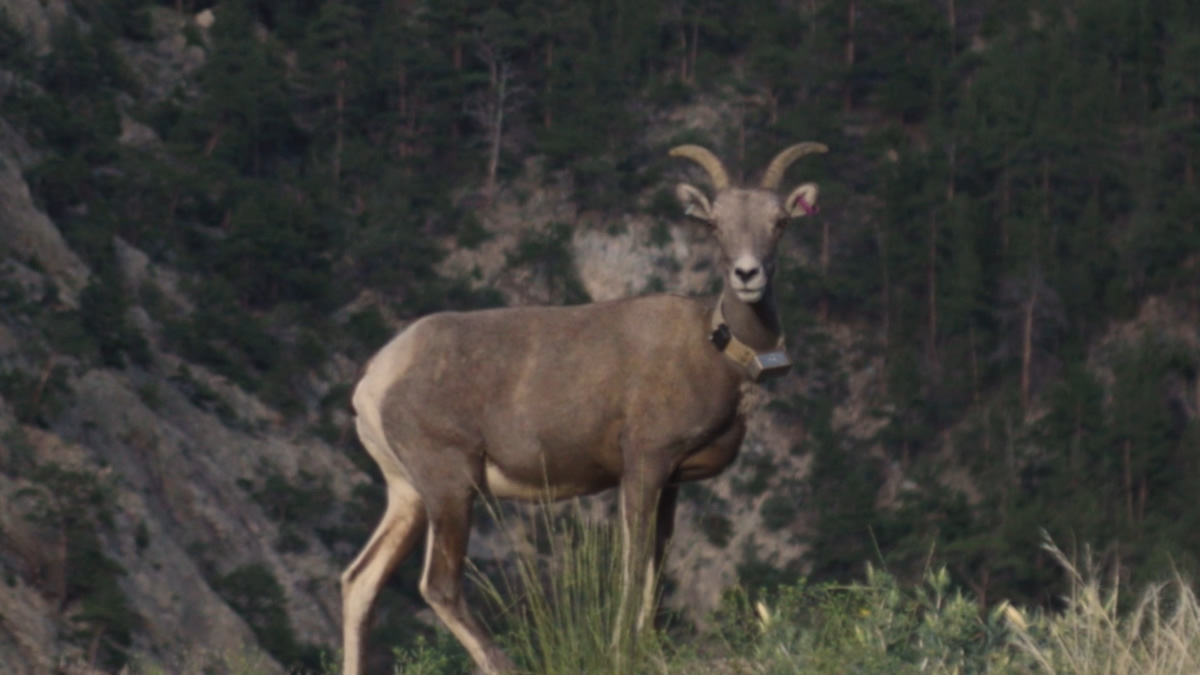 HUNTING IN CARBON COUNTY