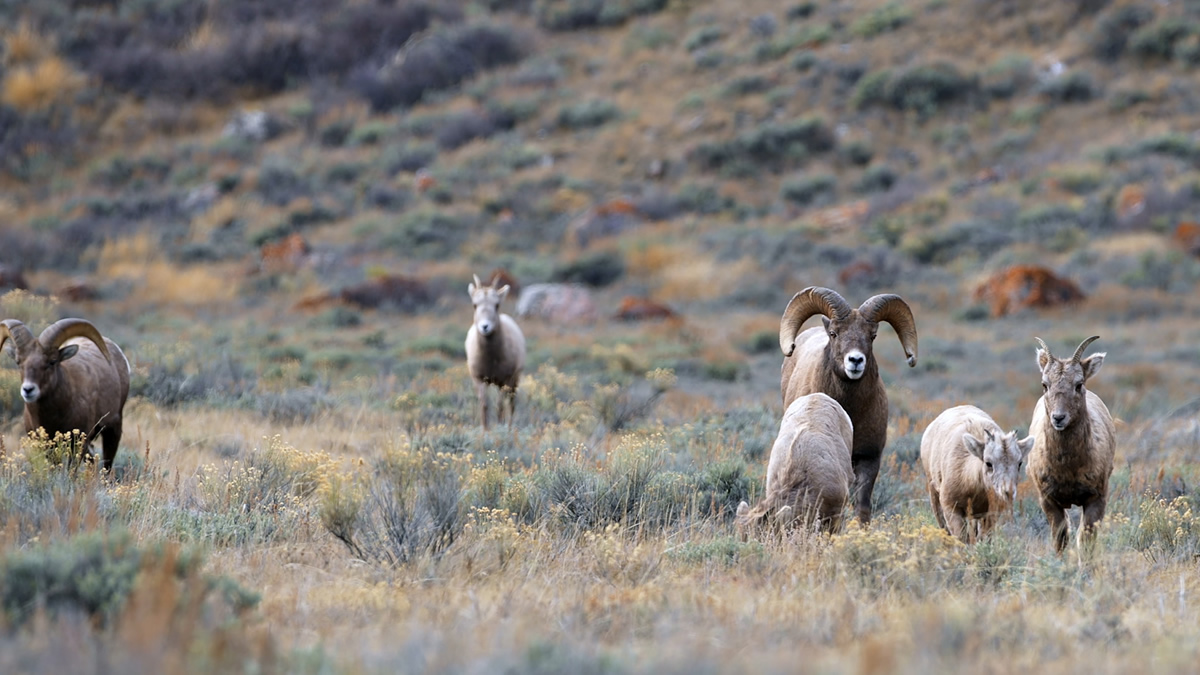 Carbon County Wyoming Scenic Drives